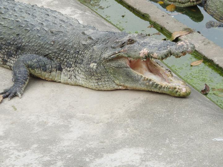Anaconda hp 072.jpg